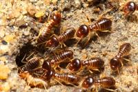 Pro Termites image 7