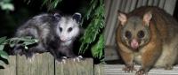 Panther Possum Removal Brisbane image 3