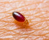 Bed Bugs Control Sydney image 1
