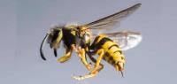 Bee and Wasp Removal Adelaide image 3