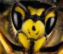 Bee Wasp Removal Brisbane logo