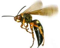 Bee Wasp Removal Brisbane image 3