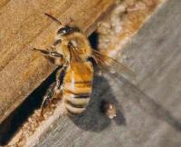 Bee Wasp Removal Brisbane image 4