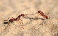 Ant Pest Control Services Sydney image 5