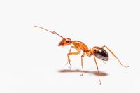 Ant Pest Control Services Sydney image 4