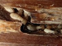 Termite Control Sunshine Coast image 6