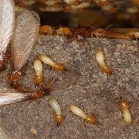 Termite Control Sunshine Coast image 1