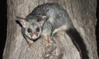 Possum Removal Sydney image 1