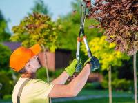 Geelong Tree Removal Specialist image 8