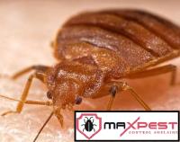 Max Bed Bug Control Adelaide image 1