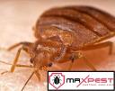 Max Bed Bug Control Adelaide logo