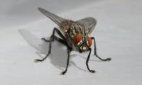 Flies Control Adelaide image 3