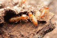 Squeak Termite Control Perth image 4