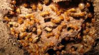Squeak Termite Control Perth image 3