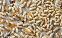 Termite Control Melbourne image 5