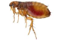 Fleas Control Hobart image 1