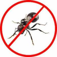 247 Ant Control Brisbane image 3