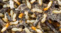 Termite Control Hobart image 1
