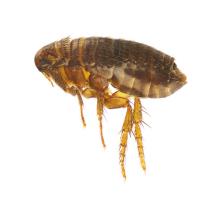 Fleas Control Hobart image 3