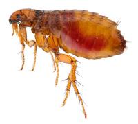 Fleas Control Hobart image 4