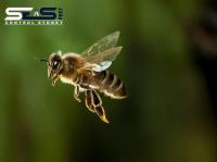 SES Bee Removal Sydney image 7
