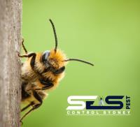 SES Bee Removal Sydney image 11