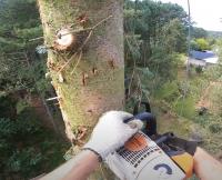 Seaford Tree Removal Experts image 2