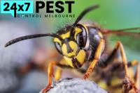 247 Wasp Removal Melbourne image 1