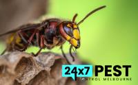 247 Wasp Removal Melbourne image 4