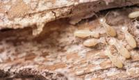 Termite Inspection Brisbane image 4