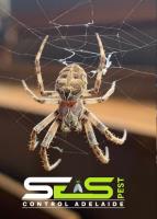 SES Spider Control Adelaide image 5