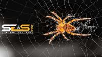 SES Spider Control Adelaide image 7
