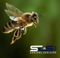 SES Bee Removal Adelaide image 7