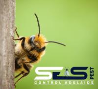 SES Bee Removal Adelaide image 8