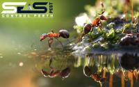 SES Ant control Perth image 2