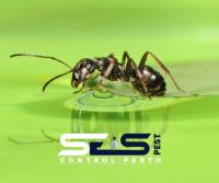 SES Ant control Perth image 3