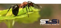 SES Ant control Perth image 4