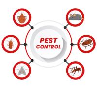 Female Choice Pest Control Brisbane image 4