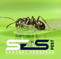 SES Ant Control Canberra image 3