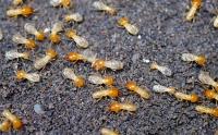 Termite Control Sydney image 7