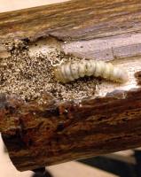 Termite Control Perth image 2