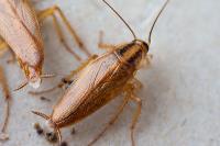 Arrow Exterminating Cockroach Control Perth image 2