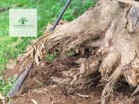 Sunshine Coast Arborist Tree Service image 1