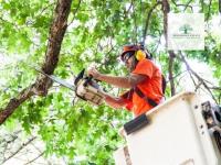 Sunshine Coast Arborist Tree Service image 5
