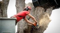 Sunshine Coast Arborist Tree Service image 9