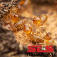 SES Termite Control Melbourne image 6
