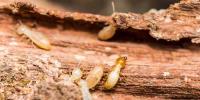 Trusted Termite Control Perth image 3
