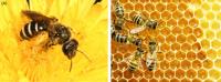 Sams Bee Removal Perth image 5
