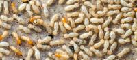 Be Pest Free Termite Control Adelaide image 2