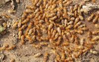 Termite Control Sydney image 2